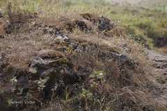 Oldenlandia stocksii